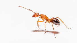 ants