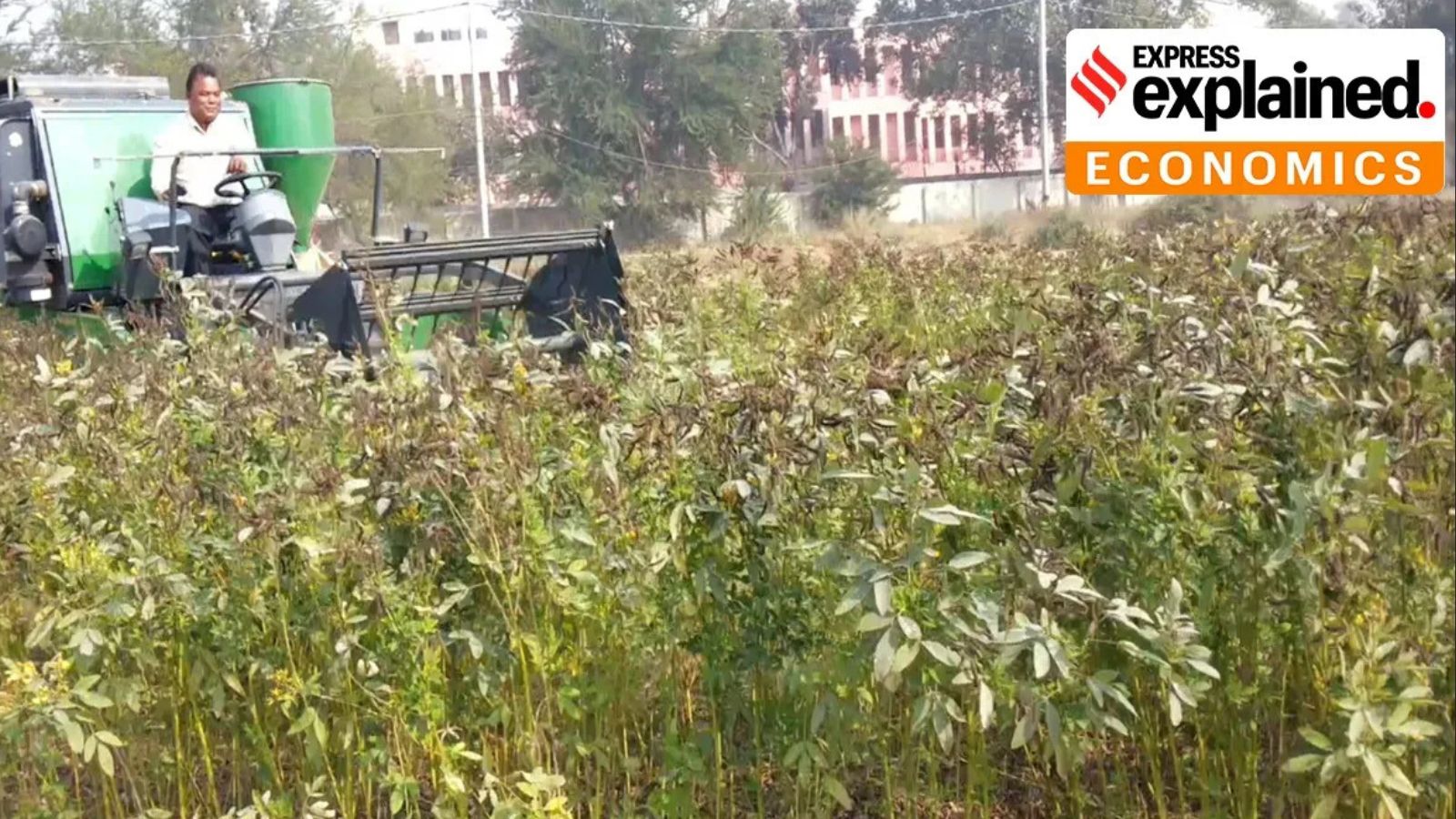 El Niño Threat: India's Vegetable Oil, Pulses, Cotton Imports Poised to Break Records