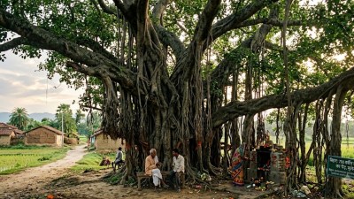 banyan tree