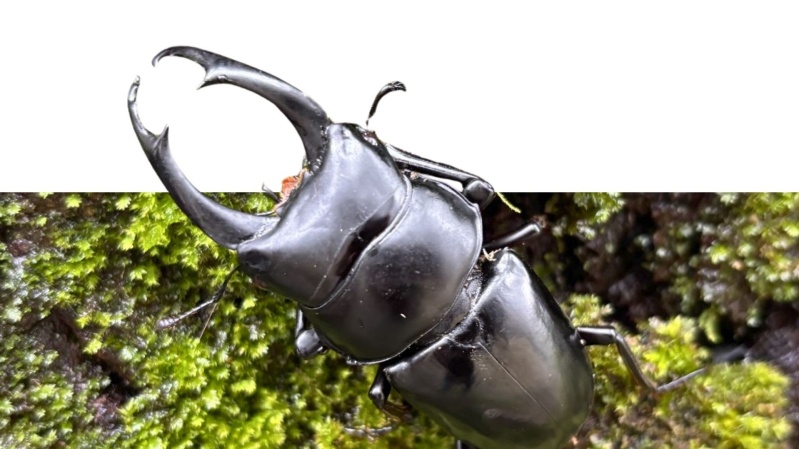 Stag beetle