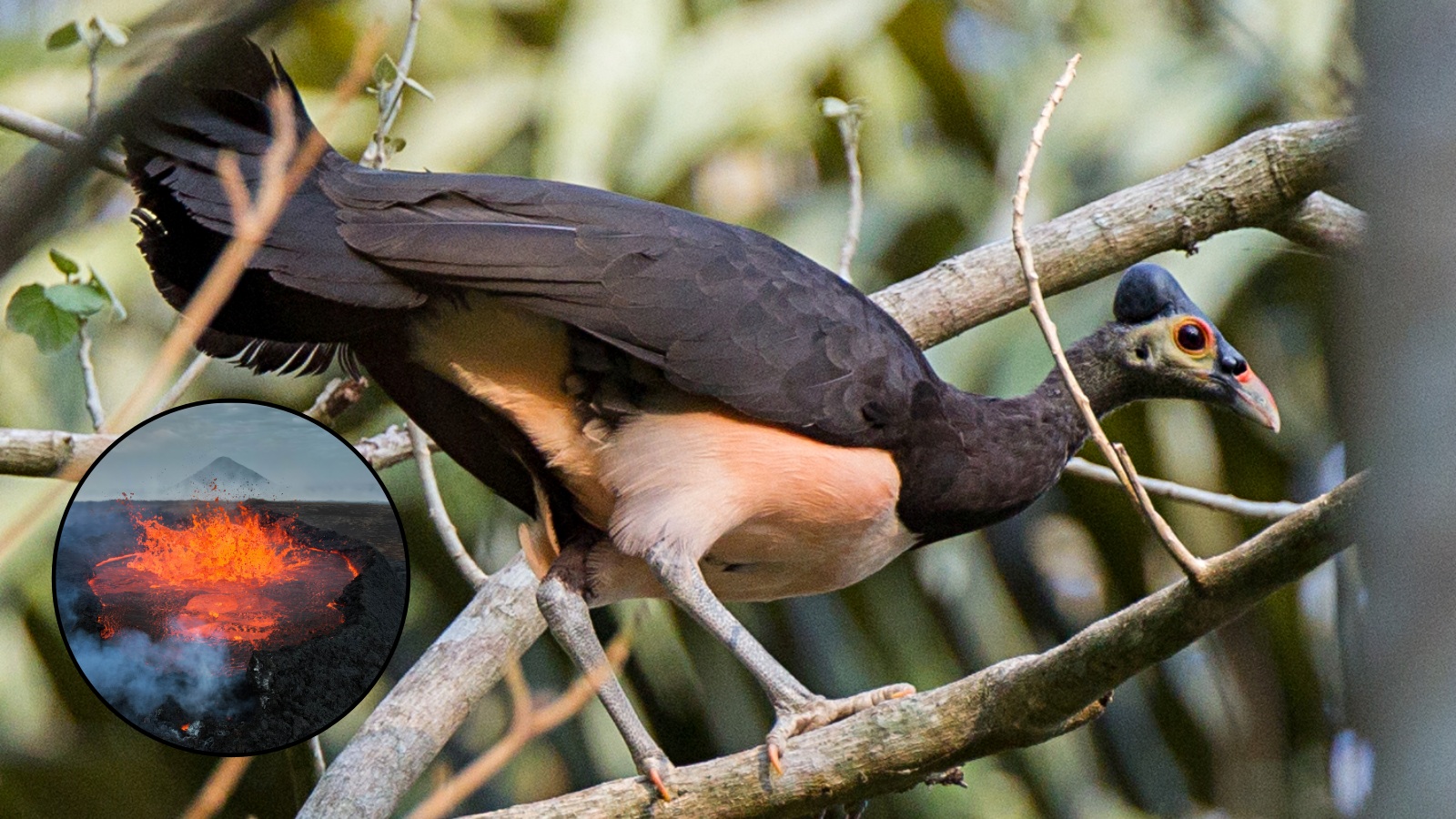 Meet the endangered bird that lays eggs near active volcanoes