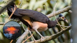 bird