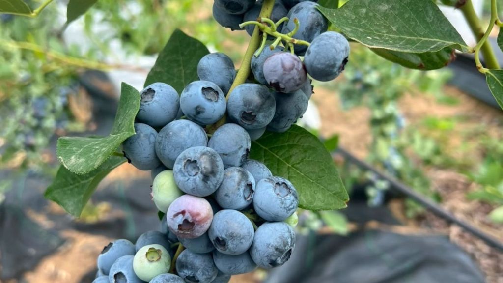 Blueberries from SKUAST's trial plantation in Kashmir. (Express Photo)