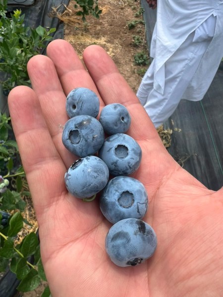  Blueberries could be Kashmir's next horticultural success.(Express Photo)