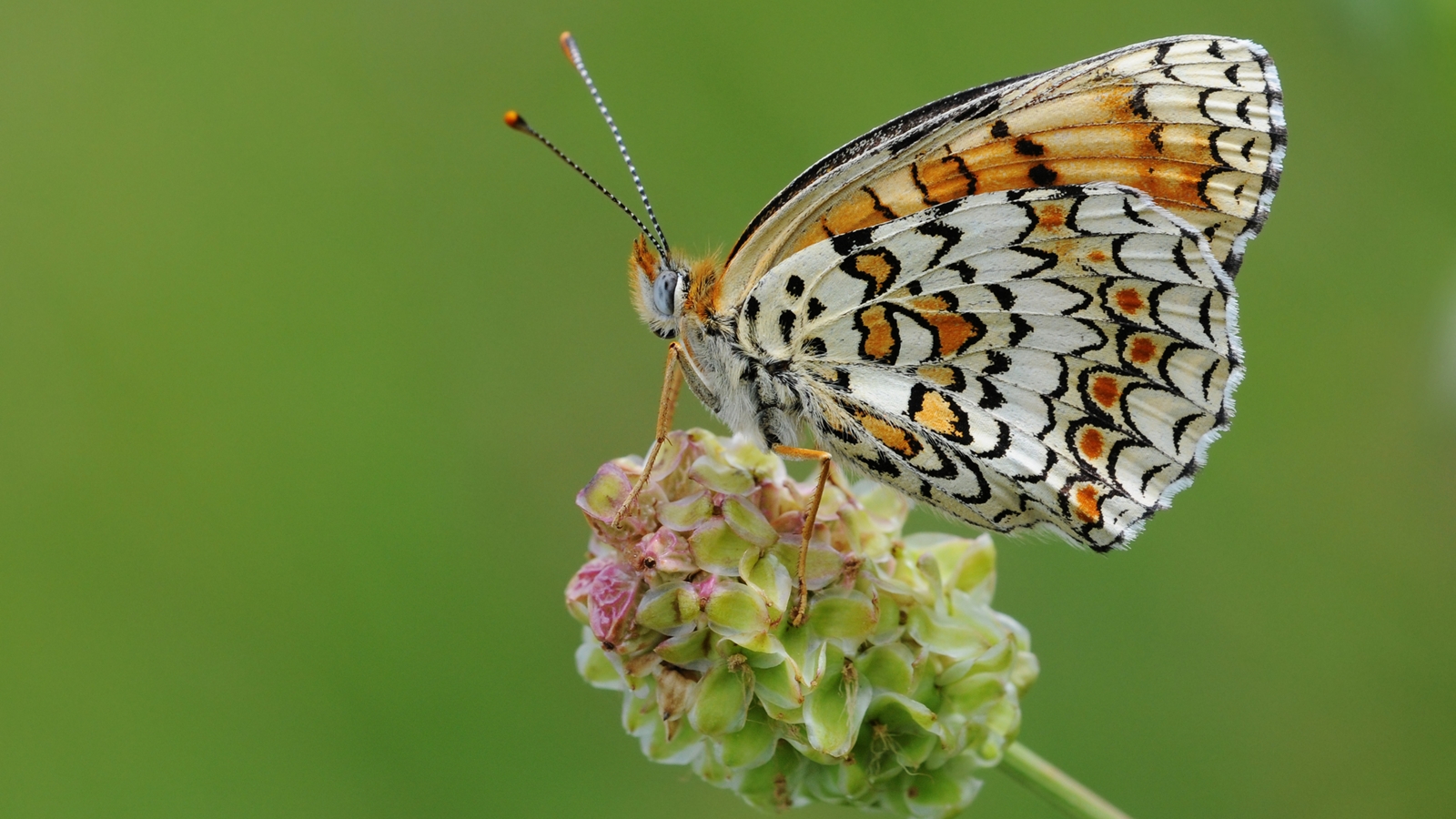 After 12 years, India completes first comprehensive catalogue of butterflies, moths
