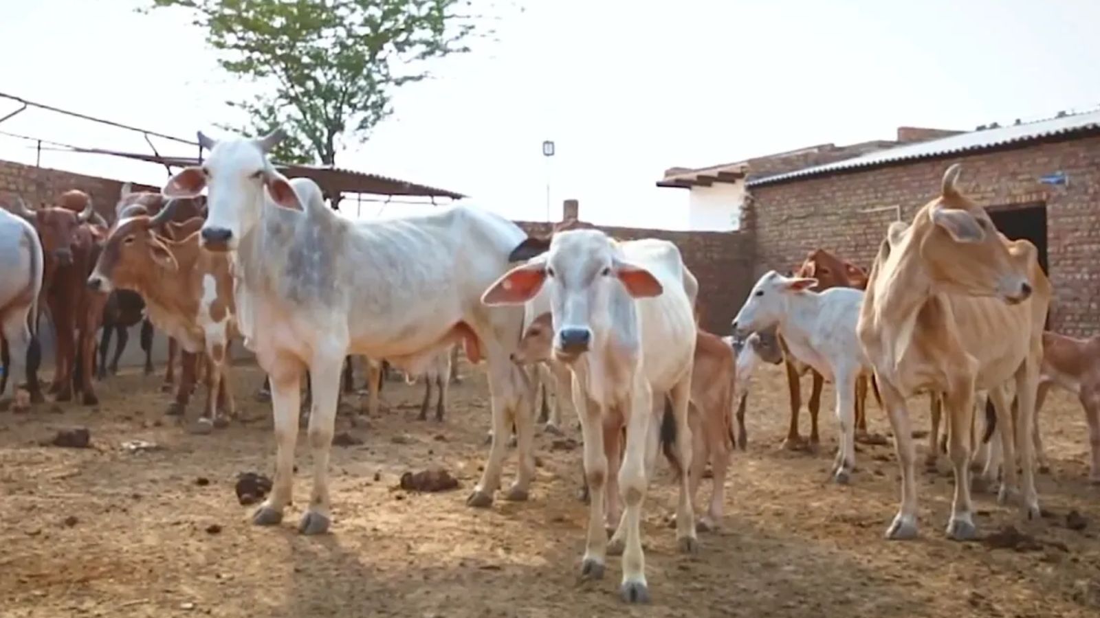 Police sources said the auto driver killed in Doda was ferrying men with alleged cattle-smuggling cases when a constable's weapon accidentally discharged during a scuffle.
