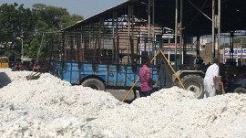 India’s cotton farms need better soil, not just new GM seeds