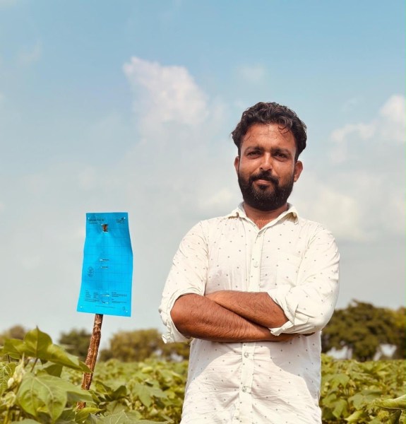 cotton farming