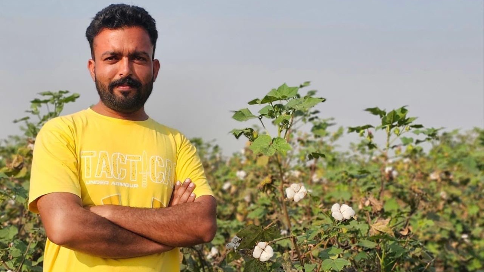 Punjab farmer defies trend, grows cotton without pesticides as acreage hits historic low