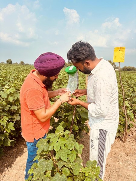 cotton farming
