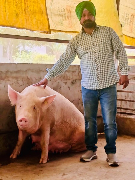 Today, the farm rears Large White Yorkshire, Hampshire, Landrace and crossbred pigs and maintains around 150 animals, including 40 breeding females