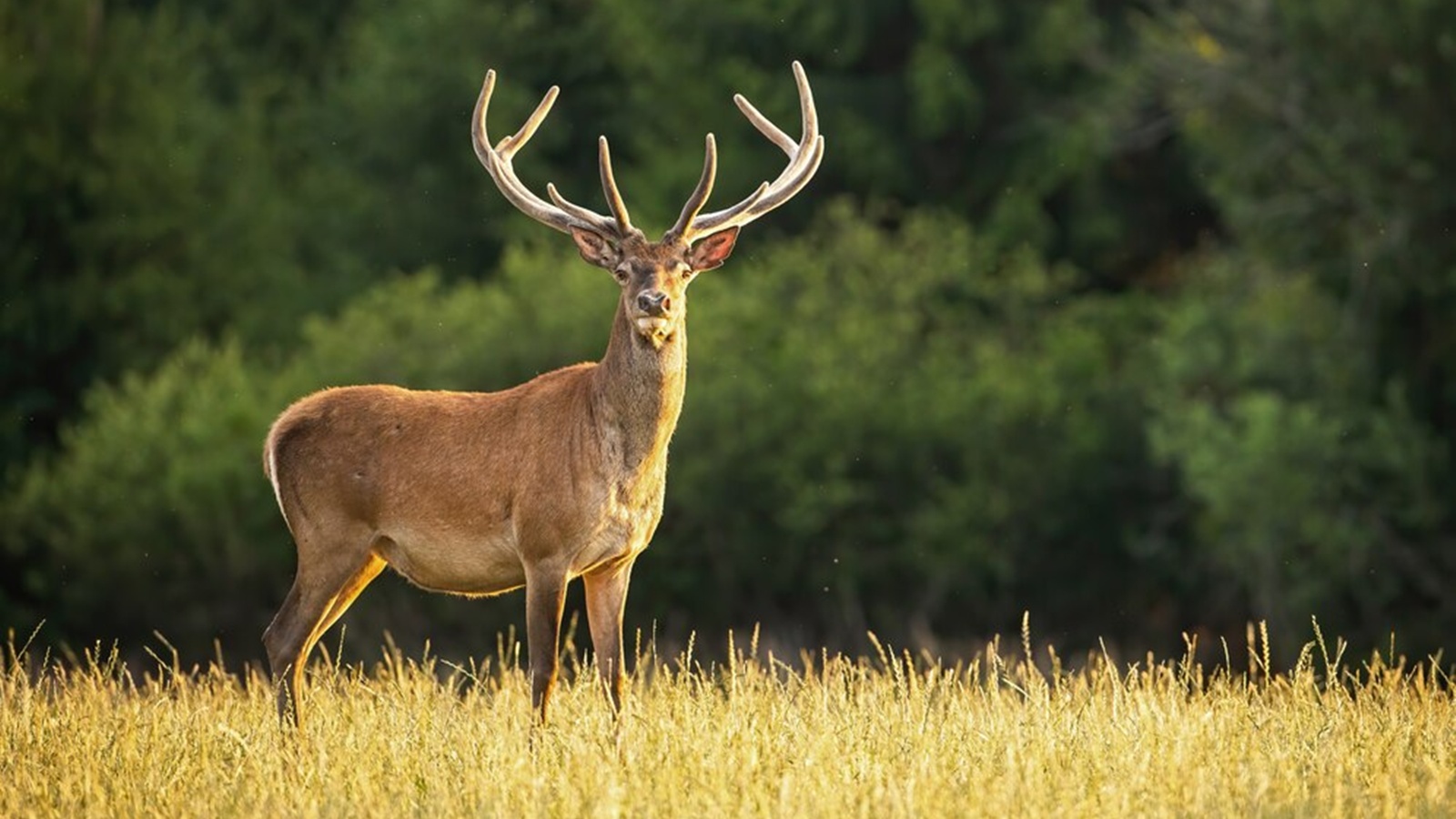 13 deer found dead in a well in Madhya Pradesh, area cordoned off, inquiry underway