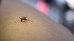Dengue can also impact your heart