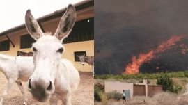 Rescued donkeys are being used to clear flammable vegetation as part of wildfire prevention efforts in southern Spain.
