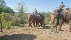 ‘Grieving’ elephant that chased vehicles for 3 years after herd killed captured