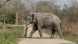 elephants