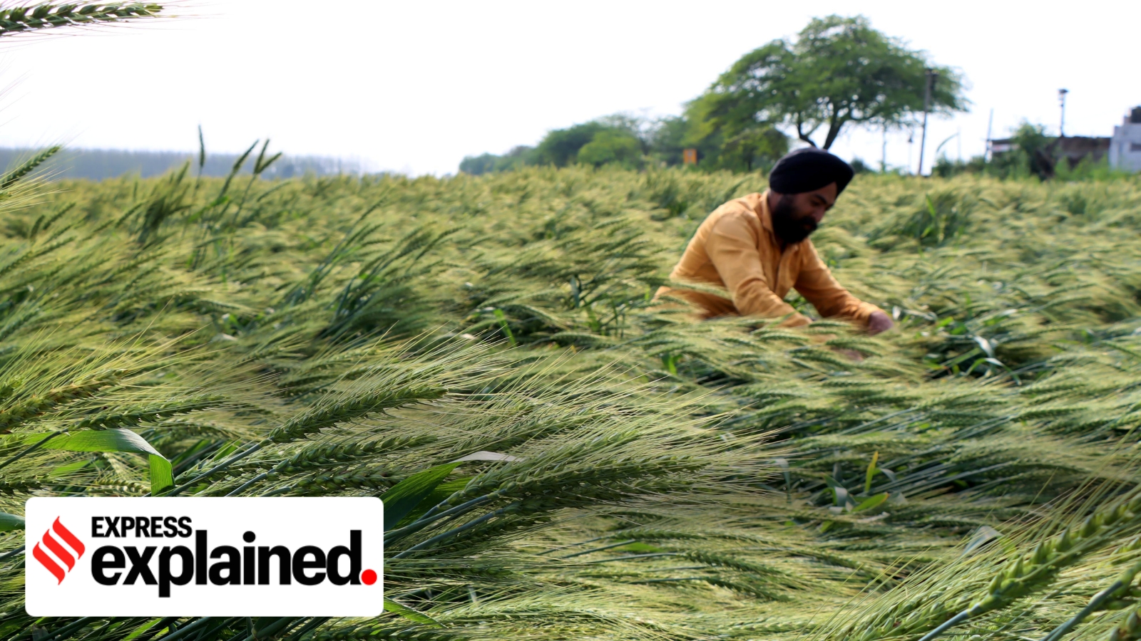 From farms to factories, why Punjab’s urea diversion case matters nationally
