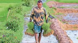 The Maharashtra government has announced a farm loan waiver of up to Rs 2 lakh for farmers covered under the Mahatma Phule Shetkari Loan Waiver Scheme, following demands from legislators. (File Photo)