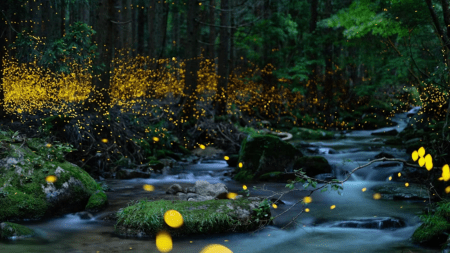 fireflies