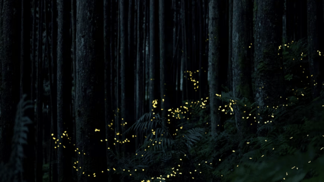 fireflies