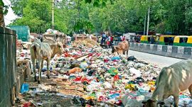 garbage, bombay high court,