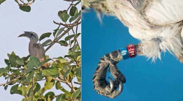 Indian Grey Hornbill returns to Gir: Meet the bird that seals its mate inside a tree for two months