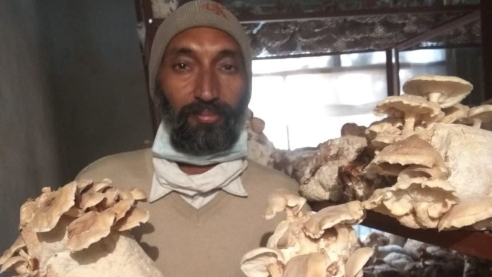 From one kanal to an annual profit of Rs 20L: Haryana farmer’s medicinal mushroom success | Chandigarh News