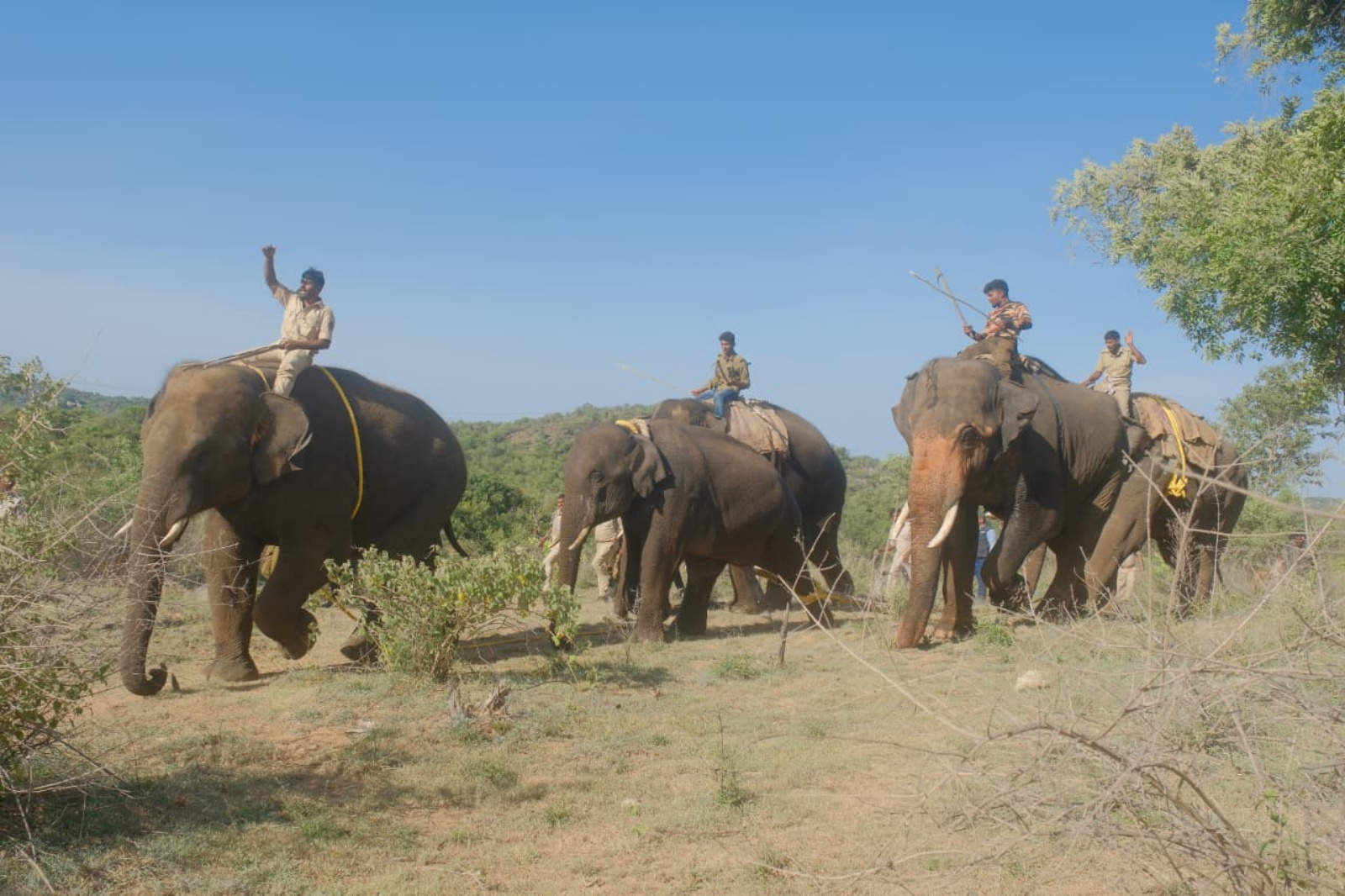 hyderabad elephant