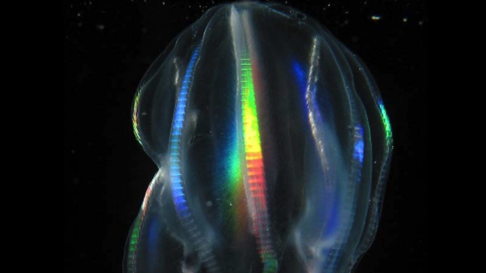 This jellyfish heals scars ‘in minutes’; zoologist explains why humans can’t