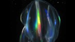 Jelly fish