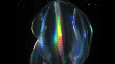 Jelly fish