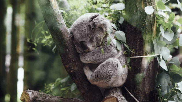 animals
