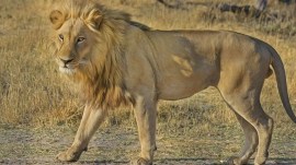 Gujarat battles recent surge in lion attacks, surge in Gujarat lion attacks, Gujarat lion attacks, Gujarat Forest Department, Wildlife Institute of India, Ahmedabad news, Gujarat news, Indian express, current affairs