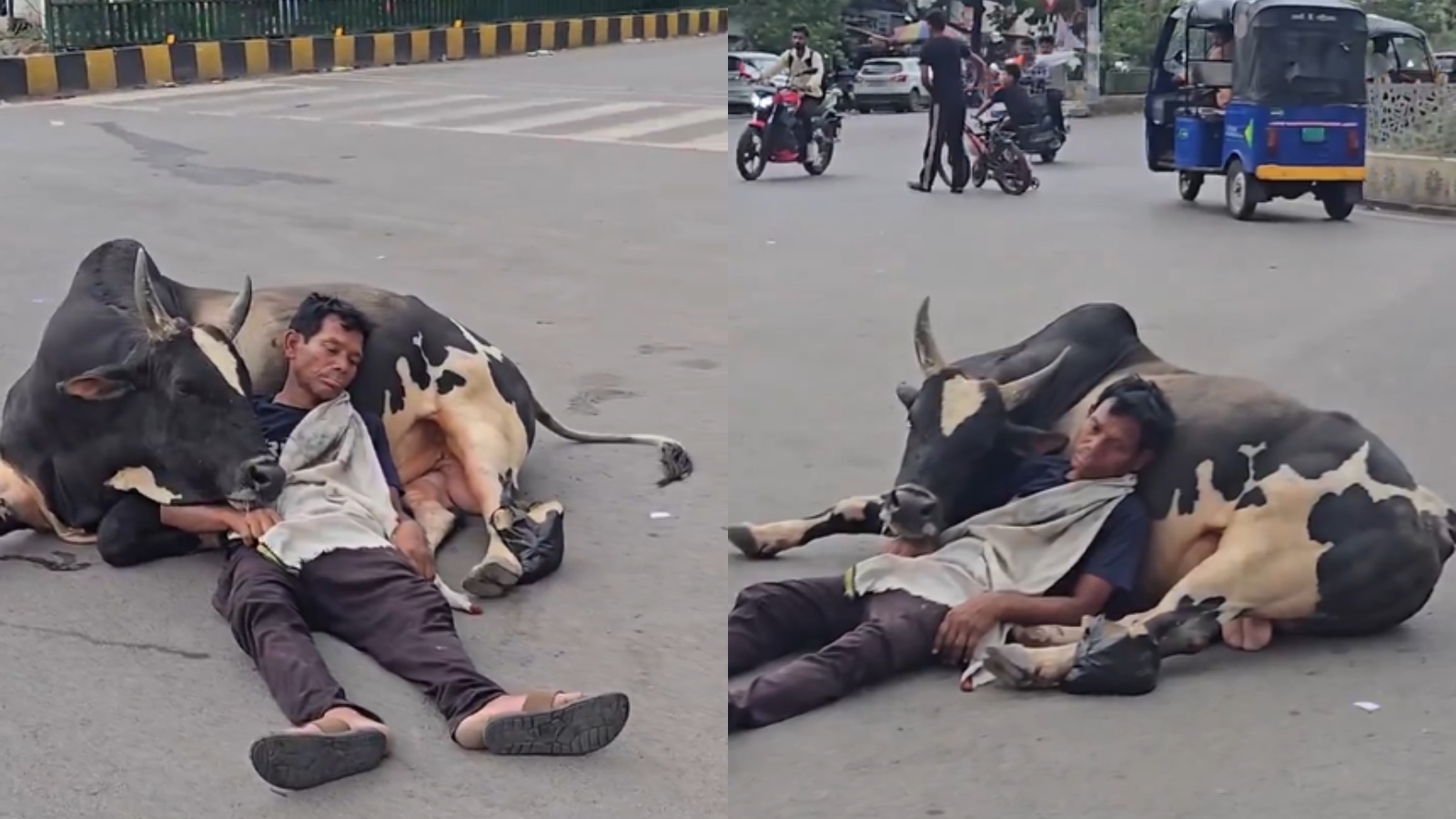'India not for beginners': Man sleeps on bull's belly on busy road; video goes viral