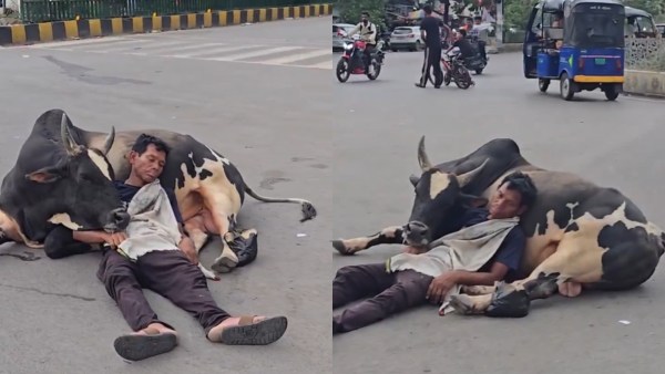 man sleeping on bull viral video