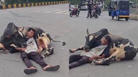 man sleeping on bull viral video