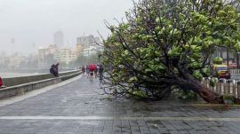 An uprooted tree lies on ground after heavy rain and gusty winds, at Marine Drive in Mumbai. (PTI Photo)