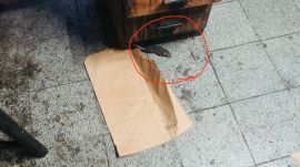 K Rustom & Co raided by FDA over rat infestation; owners allegedly said 'treat them as pets' (Express Photo)