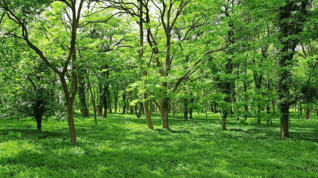 nature
