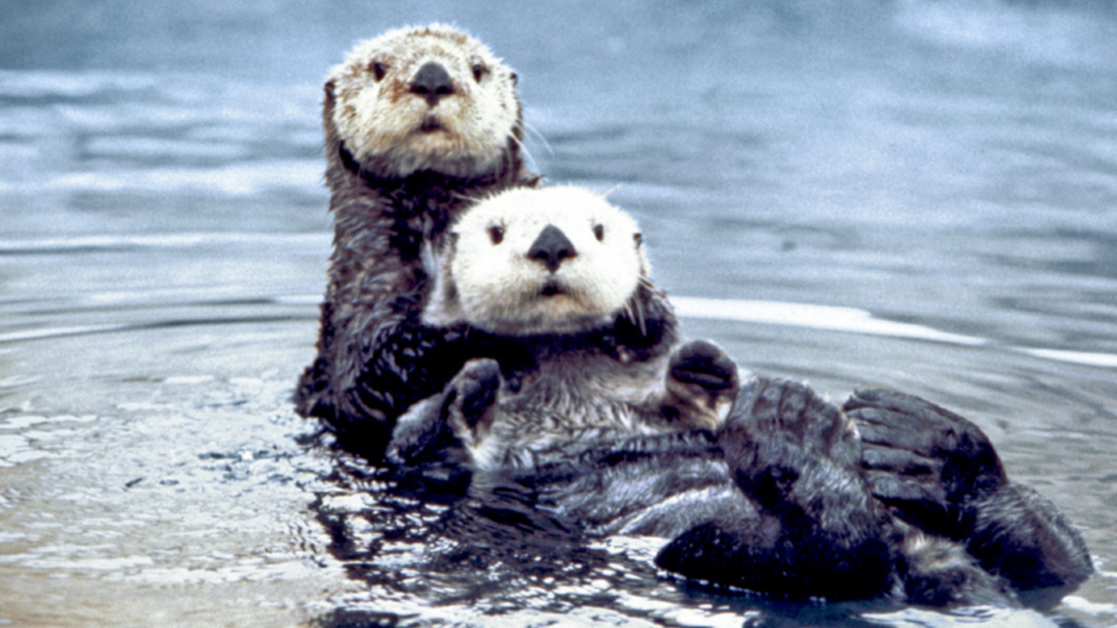 5 animals with the most fascinating sleep habits