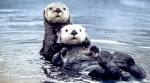 otter