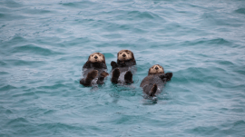 animals