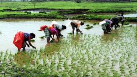 rice cultivation, paddy, farmers, punjab,