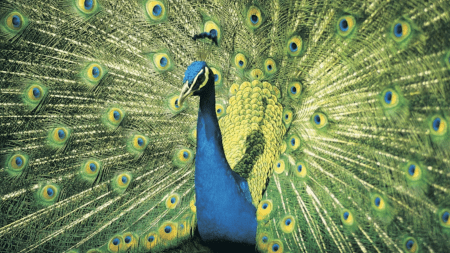 birds
