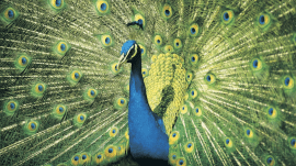birds