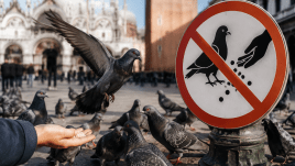 pigeons