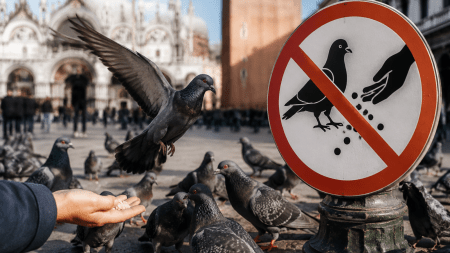 pigeons