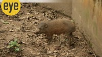 pigyy Piggy