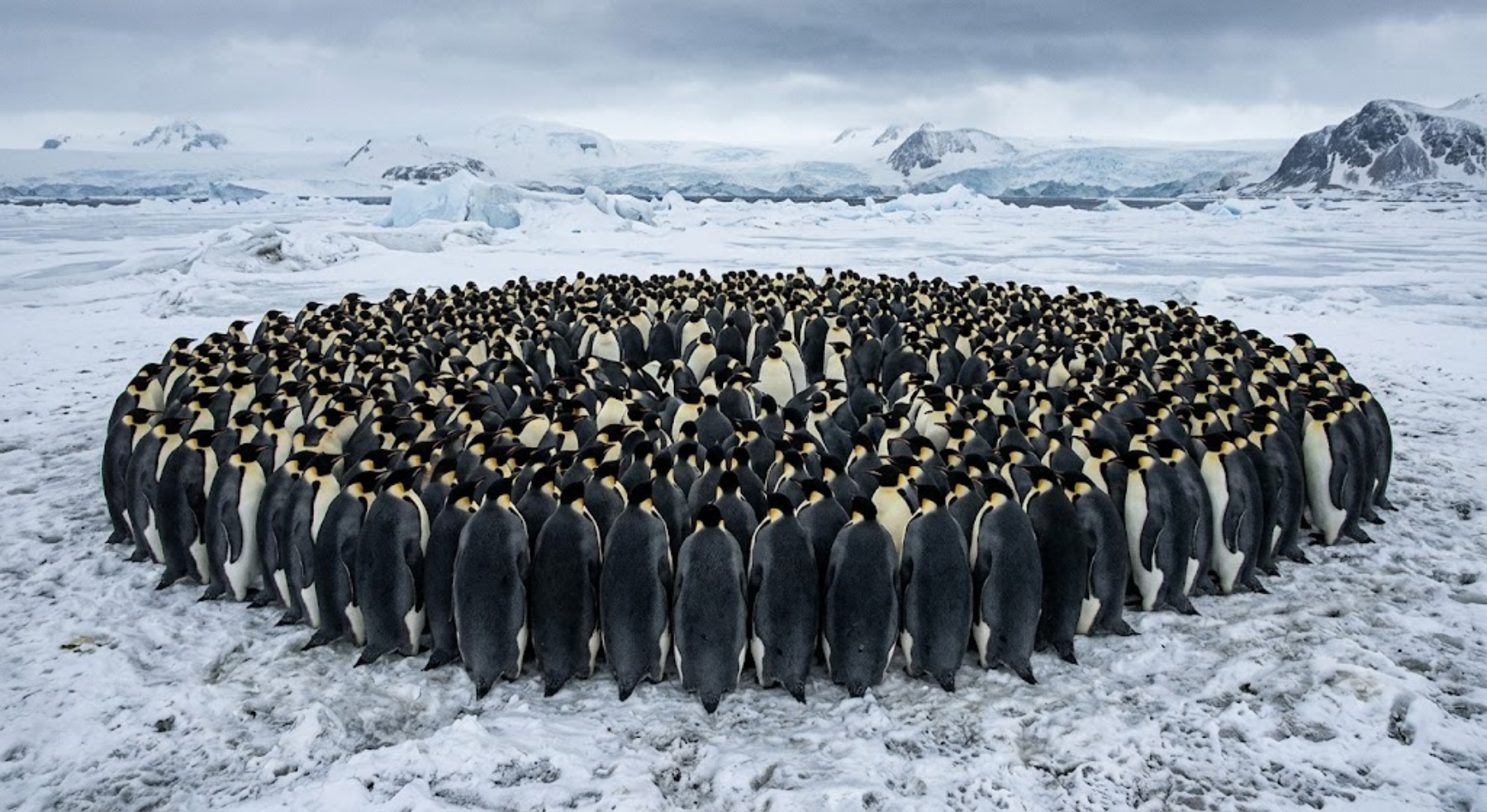 Why thousands of penguins stand shoulder to shoulder in Antarctica