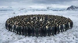 Pingu